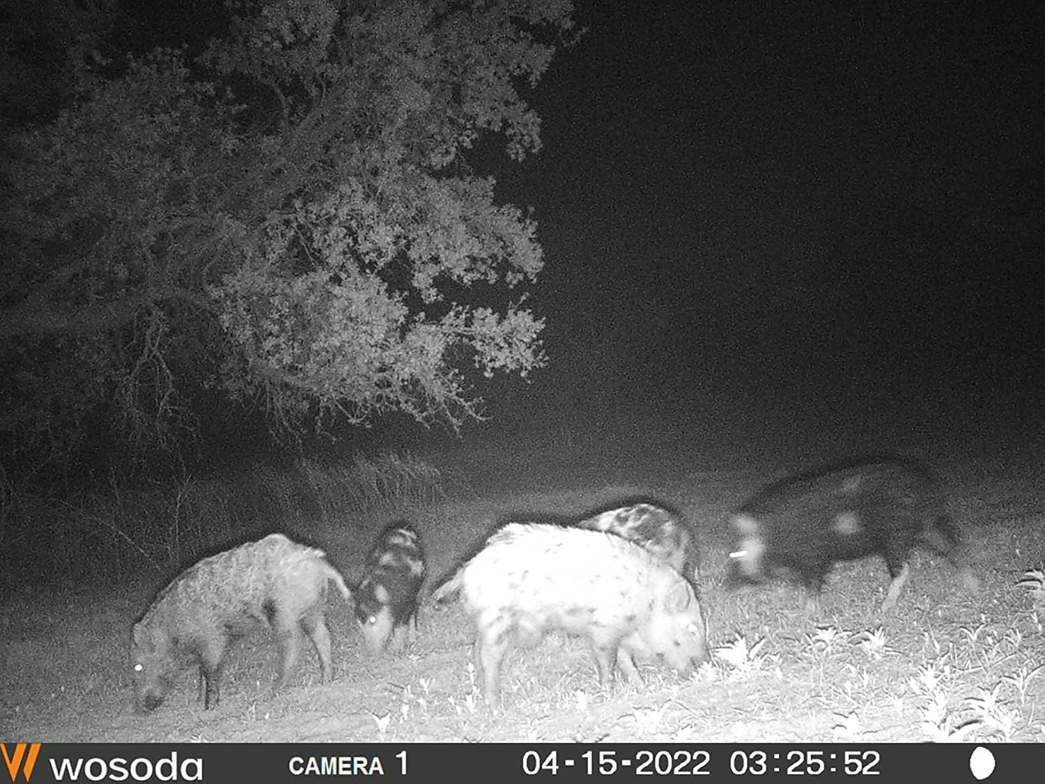 Solar Powered Hog Feeder Light-Motion-Activated for Hogs,Deer,Pig G300