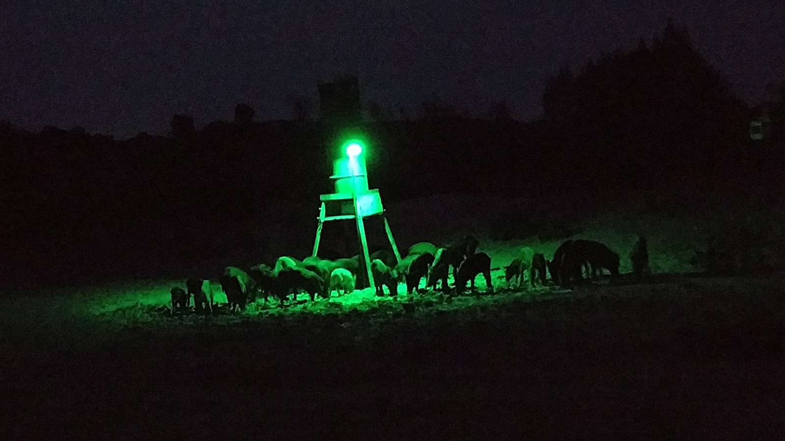 Elusive Wildlife Kill Light Sportsman Motion Activated Light, Feeder Green